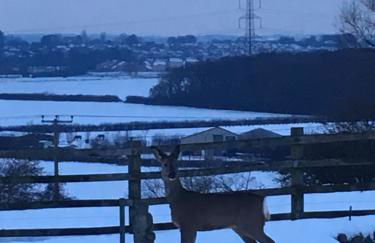 Tanglewood - Photo 32