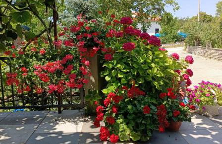 Apartments Sara - Foto 5