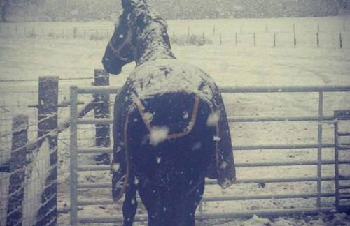 Y Boidy Bach - Photo 48