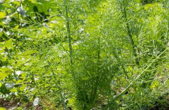 Agriturismo La Collina - Foto 55