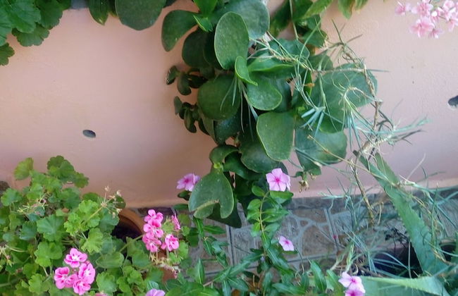 Garden Of Olive Trees - Photo 16