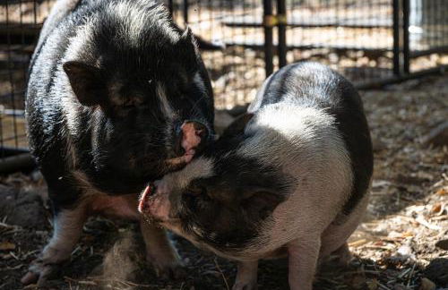 Group Bunkhouse Sleeps 12 Mountain Views - Foto 33