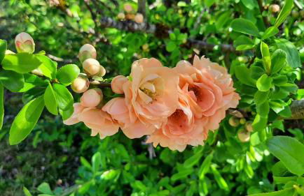 Chez Vovone 3 étoiles clévacances - Foto 44