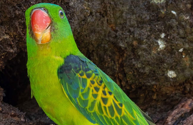 Tambopata National Reserve 5 Day Tour - Foto 1