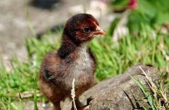 Torridge House Cottages - Foto 40