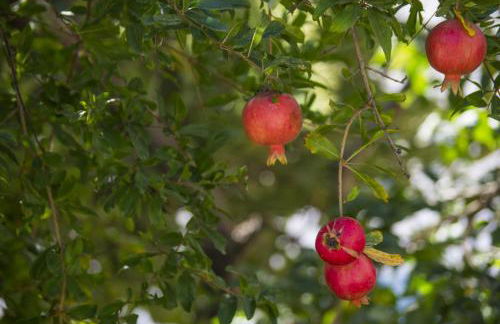 Paradise Resort - Foto 64