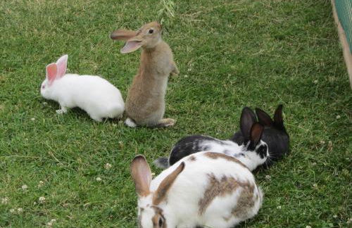 Apartment Lo Retsignon - Foto 23