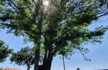 Villae Carreiro - Foto 15