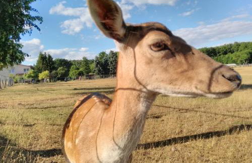 Haus der 16 Seen - Foto 55