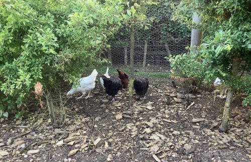 Hollyhock Cottage, Clematis cottages, Stamford - Foto 28