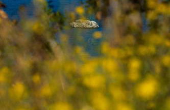 Residence Mersa - Foto 46