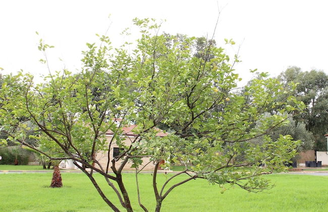 Diamant Vert - Photo 50