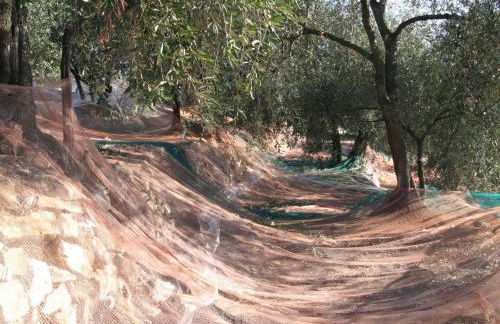 Ligurisches Rustico, umgeben von Olivenhainen am Dorfrand - Foto 26