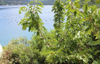 Apartments by the sea Kabli, Peljesac - 10221 - Photo 6