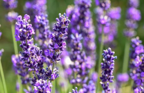 Holiday Home in Forest with Terrace & BBQ - Foto 51