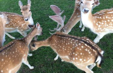 Ferienappartements Rausch - Foto 7