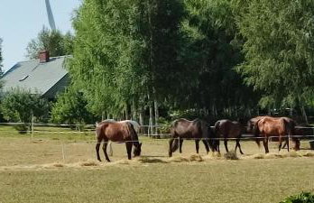 Agroturystyka u Agnieszki - Foto 29