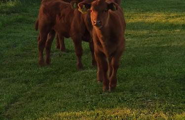 Wooden House Sveti Rok - Foto 22