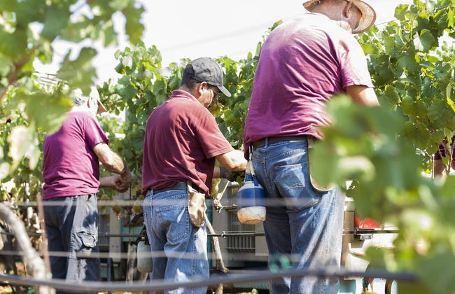 Wine Relais Feudi del Pisciotto - Foto 37