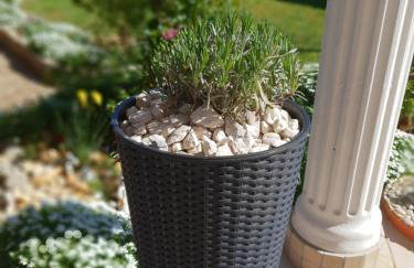 apartma Jelka - Foto 23