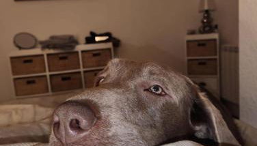 Mary's Apartment - Foto 4