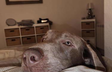 Mary's Apartment - Foto 4