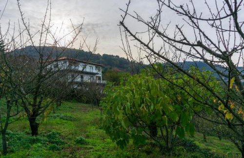 Cherry Douro Hill - Foto 20