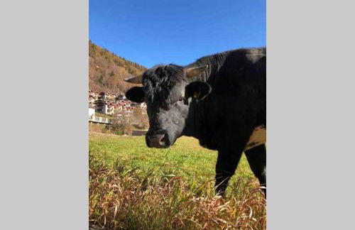 100 mt dagli impianti Tablà - 6 PAX - Photo 36