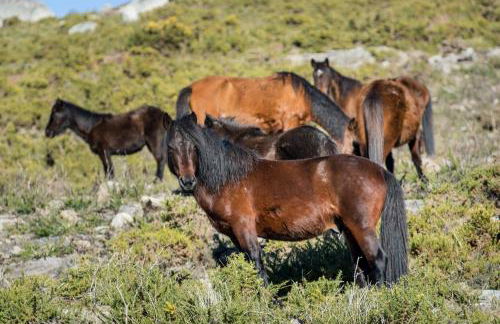 Casa da Covinha - Branda da Aveleira - Foto 21