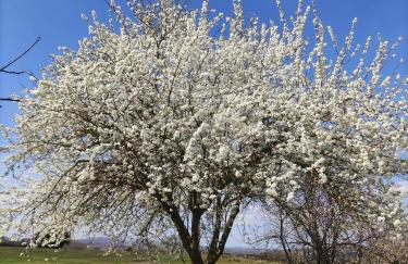 Villa Tuscan Prestige 25 ospiti Piscina Jacuzzi - Foto 28