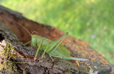 Casa „Ella“ - Photo 20