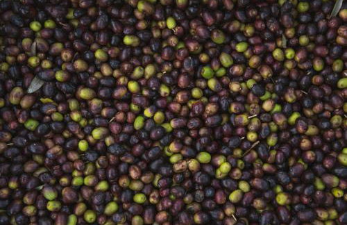 Fattoria Laviosa - Foto 21