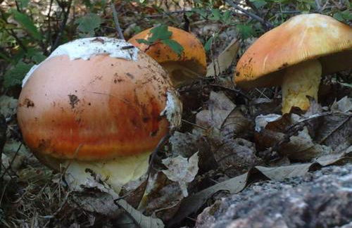 Casa con encanto en Alájar- El Bosque mágico de Alájar - Foto 53