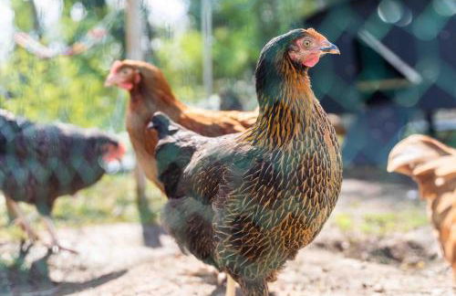 Fletland Mill and Holiday Hamlet - 18th century watermill, in stunning location near Stamford - Photo 45