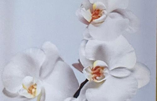 SNUZE Whitby 2 - Foto 49