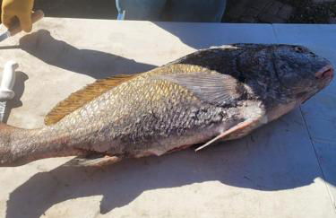 Historic GWALTNEY HOUSE-Cottage at St Andrew's Bay - Photo 30