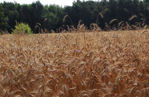Domek Zofiówka dostęp na kod - Foto 34