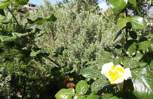 Πέτρα, Ελιά και Λεβάντα - Foto 63