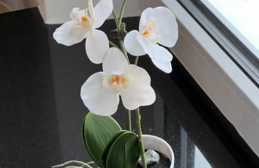 Königshof Monschau - Foto 7