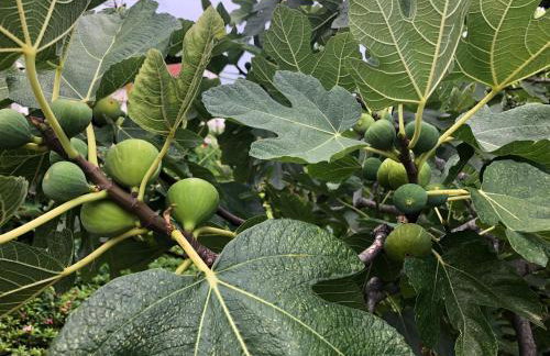 Villa Mimy - Foto 33