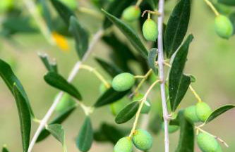Agriturismo Semidimela - Photo 24