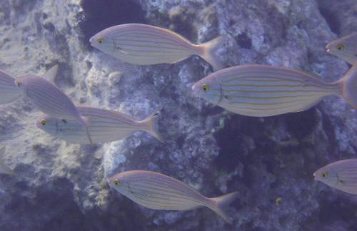 Villa-Agave , by the sea in Porto-Rafti outside Athens - Foto 24