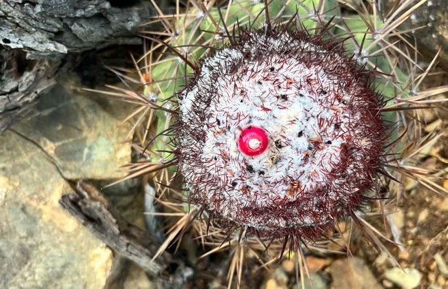 Senderismo por Arikok - Foto 8