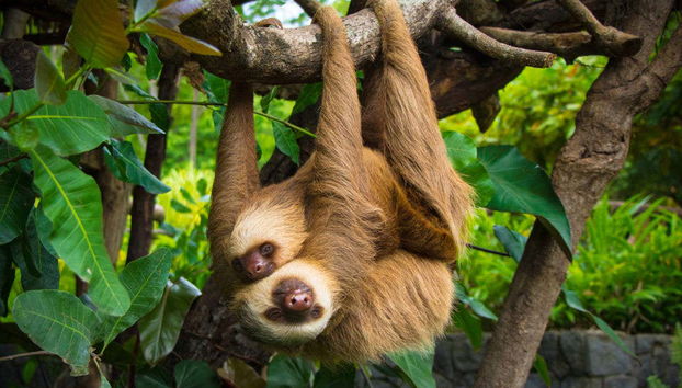 Sloths in the animal sanctuary