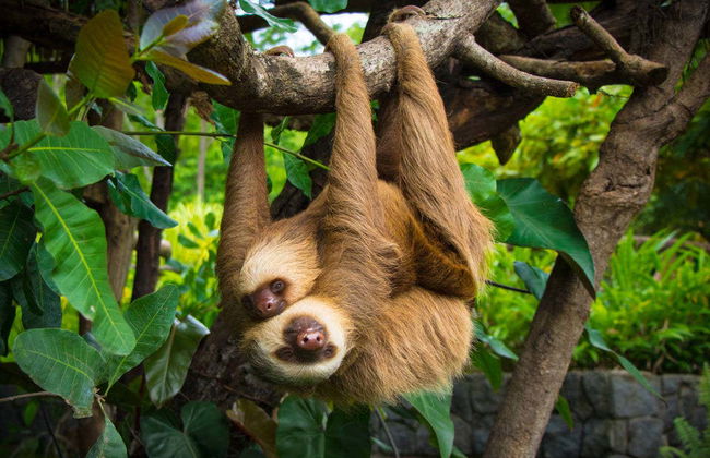 Tour cultural pelo Parque Diamante Eco - Foto 2