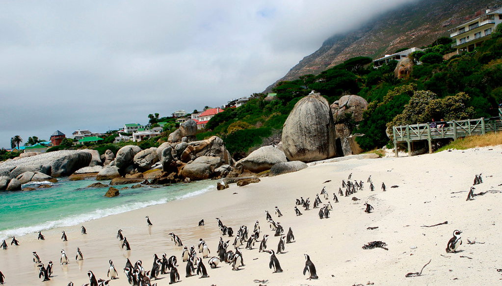 Tour de medio día por Cape Point - Foto 1