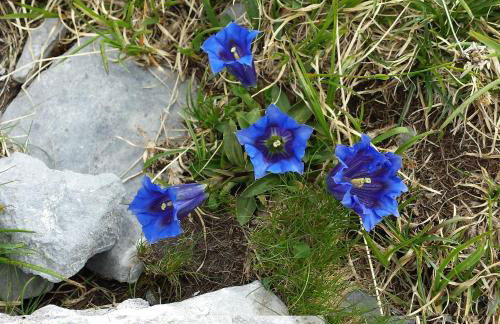 BelleVue centre, wifi, mountain view - Foto 39