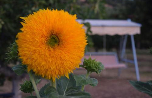 Alexandros Beachfront Apartments near Petalidi with Private Sunbeds & Sea View - Foto 56