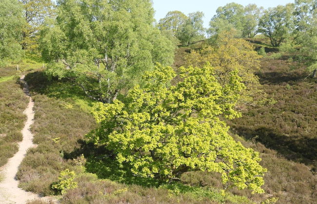 4 Person Holiday Home in Silkeborg-by Traum - Foto 13