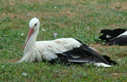 Maison Les Chênes - Jacuzzi - Calme & Idéalement situé - Clim - Salle de Jeux - Parking - Foto 43